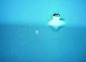 Imagen del video obtenido por Luz Manfredi en Tilcara. La pobreza de la imagen se debe a que se trata de una fotografia de una pantalla de TV